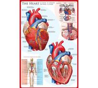 Poster Educational Education The Heart Le cœur