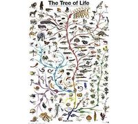 Poster en métal avec évolution de l'arbre de vie - Biologie - 20,3 x 30,5 cm
