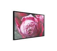 Poster et affiche - Blooming Rose - 30x20 (15258)