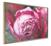 Poster et affiche - Blooming Rose - 30x20 (15260)