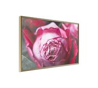 Poster et affiche - Blooming Rose - 90x60 (15278)