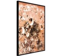 Poster et affiche - Drops on Dandelion - 40x60 Artgeist (19626) NOIR G