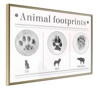Poster et affiche - How to Recognize an Animal - 30x20 (23906)