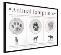 Poster et affiche - How to Recognize an Animal - 90x60 Artgeist (23922) NOIR