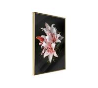 Poster et affiche - Pale Pink Lilies - 40x60 (28484)