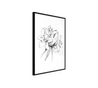 Poster et affiche - Sketch of Lillies - 40x60 (32442)