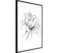 Poster et affiche - Sketch of Lillies - 40x60 Artgeist (32442) NOIR