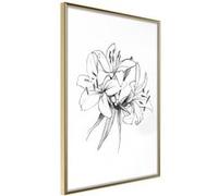 Image encadrée Artgeist Poster et affiche - Sketch of Lillies - 40x60 (32444)