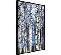 Poster et affiche - Winter Birch Trees - 40x60 (37074)