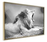 Poster et affiche - Yawning Lion - 45x30 (37496)