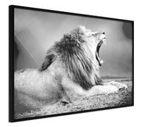 Poster et affiche - Yawning Lion - 60x40 (37500)