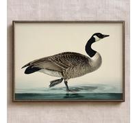 Poster mural vintage d'oiseaux de la ferme - Impression d'art rustique - Peinture d'animaux de la ferme - Canard - Image rétro vintage - Photos d'animaux de campagne rustiques - 40,6 x 61 cm - Sans