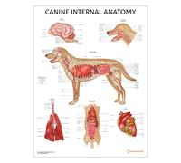 Poster pour organes internes canins, 45 x 60 cm, aide aux étudiants vétérinaires, anatomie canine, outil d'apprentissage anatomique pour chien, biologie vétérinaire
