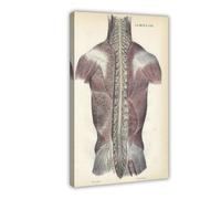 Poster rétro sur toile représentant l'anatomie des muscles de la colonne vertébrale humaine - Décoration murale pour salon, chambre à coucher - 20 x 30 cm