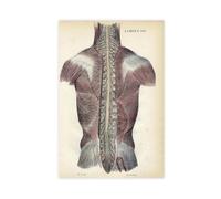 Poster rétro sur toile représentant l'anatomie des muscles de la colonne vertébrale humaine, décoration de chambre à coucher, bureau, chambre, cadeau 40 x 60 cm