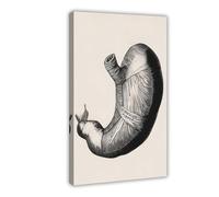 Poster rétro sur toile représentant l'anatomie humaine - Poster musculosquelettique rétro - Décoration murale pour salon, chambre à coucher - 30 x 45 cm