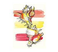 Poster Sea Shell 40x60 Cm