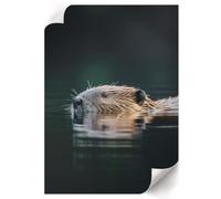 Poster sur Toile 59,4x84 cm| Format A1 | Castor dans l'eau