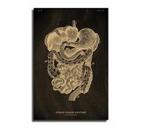 Poster sur toile avec squelette anatomique et squelette - Style vintage - Pour la maison, la chambre, la médecine, la décoration d'étudiant - Art médical - Impression sur toile - Pour famille moderne