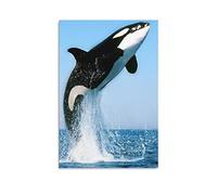 Poster sur toile décorative Orcinus - Orque - Décoration murale - Sans cadre - 20 x 30 cm