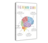 Poster sur toile représentant le cerveau humain, l'anatomie du cerveau et les fonctions du cerveau, décoration murale pour salon, chambre à coucher, 20 x 30 cm