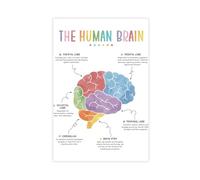 Poster sur toile représentant le cerveau humain, l'anatomie du cerveau et les fonctions du cerveau, décoration de chambre à coucher, bureau, chambre, cadeau (60 x 90 cm)