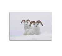 Poster sur toile représentant les moutons de Dall's Sheep Arctic Wildlife Snow Mountain Wilderness Art peinture pour chambre à coucher 50 x 75 cm
