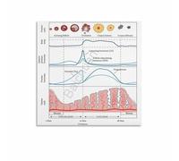 poster The Cycle of Hormones Poster, Menstrual Phase Chart, Vintage Style Science Art Print for Home Office, Clinic Education Room, Women‘s Space(Framed,08x12inch(20x30cm))