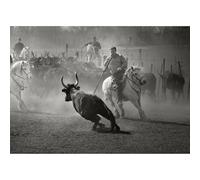 Poster traditions de Camargue en noir et blanc, le tri des taureaux pour la course Camarguaise.