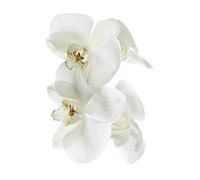 Poster vertical XL déco ORCHIDEE 150 x 240 cm | Trompe l'œil Déco murale Qualité HD Scenolia