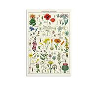 Poster vintage de plantes sauvages avec spécimens de fleurs sauvages botaniques - Art mural - Impression moderne - Décoration pour chambre à coucher - 30 x 45 cm