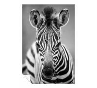 Poster zèbre noir et blanc sans cadre, images et impressions pour murs d'intérieur, chambre à coucher, salon et salle de bain, 76 x 51 cm