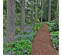 Posterazzi PDDUS08DGU0009LARGE Impression photo du Mont Cuba Center, Hockessin, Delaware, le long du chemin des bois bordé de fleurs sauvages, 91,4 x 61 cm, multicolore