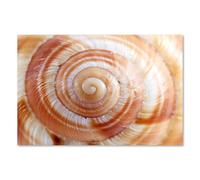 Postereck - 1229 - Escargot, coquille, motif animal, spirale, nature. Art Mural Impression - Décoration animale, nature, Canvas - Affiche - 3:2 30,0 cm x 20,0 cm