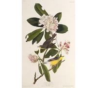 POSTERIIk Célèbre Toile d'art Abstrait L'art imprimé la paruline du Canada des oiseaux d'Amérique par John Audubon Poster Image Pour la Décoration de Bureau 60x90cm