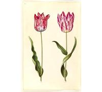 POSTERIIk Célèbre Toile d'art Abstrait L'art imprimé Tulipa Gesneriana par Hans Simon Holtzbecker Poster Image Pour la Décoration Murale 60x90cm