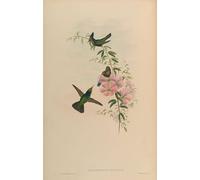 POSTERIIk De Célèbres Tableaux Affiches D'illustration Affiche Mur Art Animal Oiseau Orthorhynchus Cristatus par John Gould Kunstwerk Tableaux Pour la Décoration du Salon 60x90cm