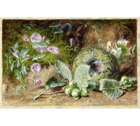 POSTERIIk De Célèbres Tableaux Affiches D'illustration Affiche Mur Art Convobuli et Nest par Jabez Bligh Kunstwerk Tableaux Pour la Décoration Murale 60x90cm