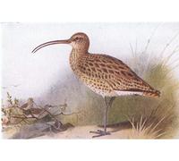 POSTERIIk De Célèbres Tableaux Affiches D'illustration Affiche Mur Art Courlis des oiseaux des îles britanniques par Archibald Thorburn Kunstwerk Tableaux Pour la Décoration de Bureau 60x90cm