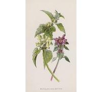 POSTERIIk De Célèbres Tableaux Affiches D'illustration Affiche Mur Art Orties blanches et rouges par Frederick Edward Hulme Kunstwerk Tableaux Pour la Décoration de Bureau 60x90cm