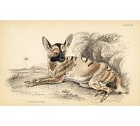 POSTERIIk Vintage Art Mural Classique Impression Tableaux Chien sauvage d'Afrique Pictus en voie de disparition par William Home Lizars Impression Peinture Huile Pour la Décoration du Salon 60x90cm