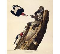 POSTERIIk Vintage Art Mural Classique Impression Tableaux le pic à tête rouge des oiseaux d'Amérique par John Audubon Impression Peinture Huile Pour la Décoration de Bureau 60x90cm