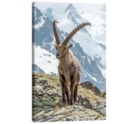 Posterlounge Bouquetin des Alpes I Tableau sur toile de Olaf Protze 70 x 100 cm Tableaux Décoration murale