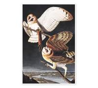 Posterlounge Chouette effraie Poster | 70 x 100 cm de John James Audubon Tableaux Décoration murale
