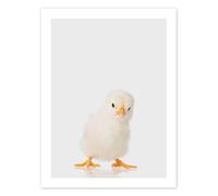 Posterlounge Fluffy Chick Poster