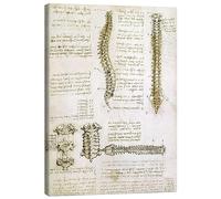 Posterlounge La colonne vertébrale Tableau sur toile de Leonardo da Vinci 50 x 70 cm Beige Tableaux Décoration murale