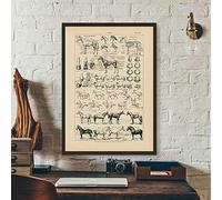 Posters Impressions sur Toile,Tableau D'Anatomie De Cheval Vintage Imprime Biologie Mur Art Déco Cheval Illustration Animal Affiche Toile Peinture Bureau Décor Affiches Et Impressions - 50X70Cm