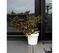 Pot A Réserve D'Eau - Garden Id Glamour - Blanc 40 Cm - Surface Granuleuse - Intérieur/Extérieur - Design Épuré. Blanc G