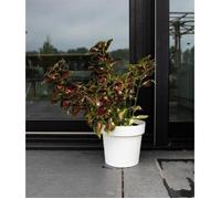 Garden ID – Pot à réserve d'eau Glamour – Blanc 40 cm – Surface granuleuse, intérieur/extérieur