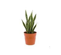 Pot À Seau Rond Ø19 Cm Terre Cuite Minimaliste H 18.5 Cm Multicolore